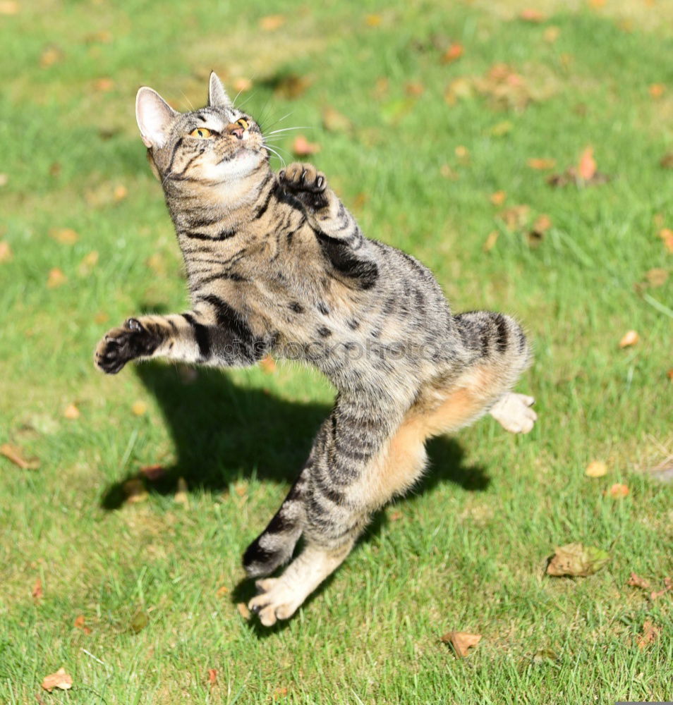 Similar – Image, Stock Photo nocturnal active Cat