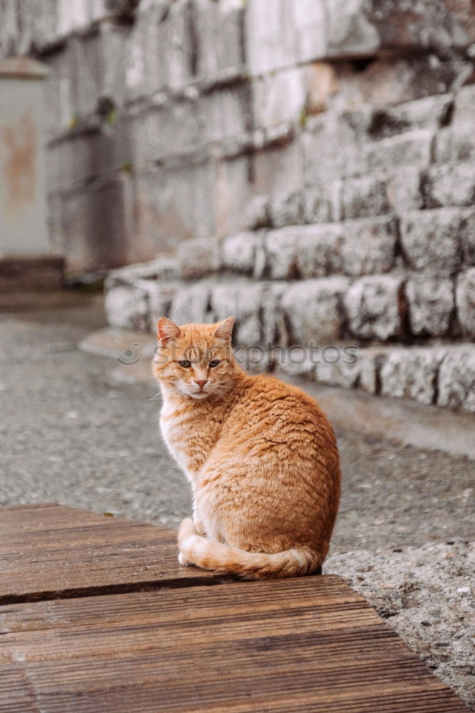 Similar – Image, Stock Photo cat Summer Greece Crete