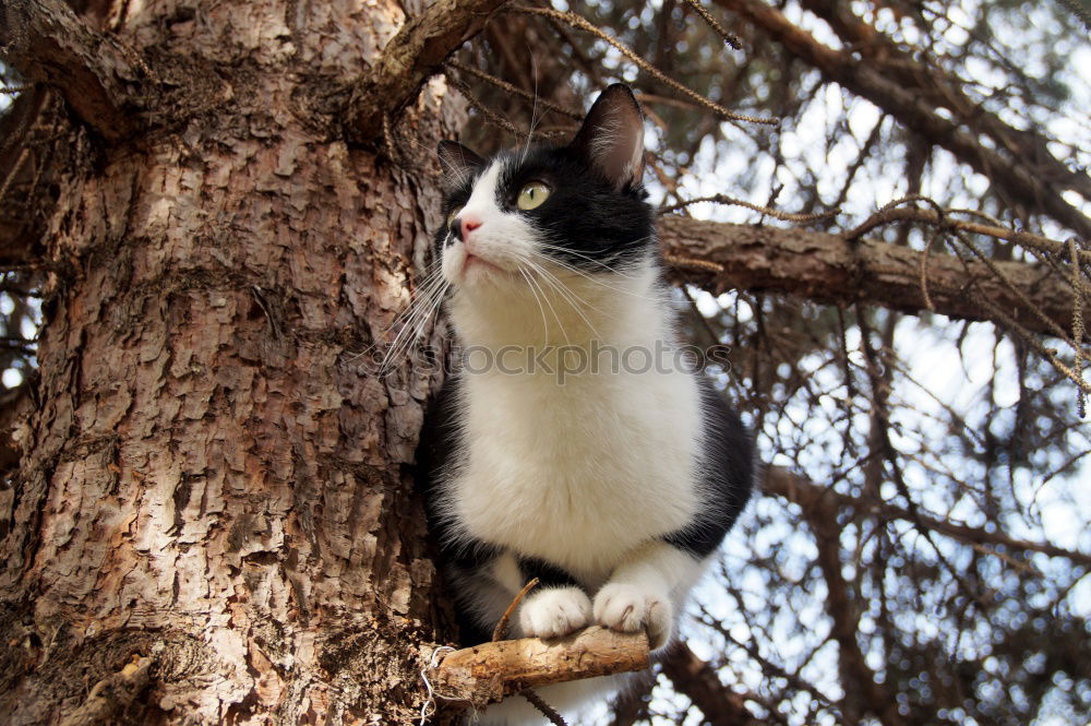 Similar – Image, Stock Photo Corsican Cat Environment