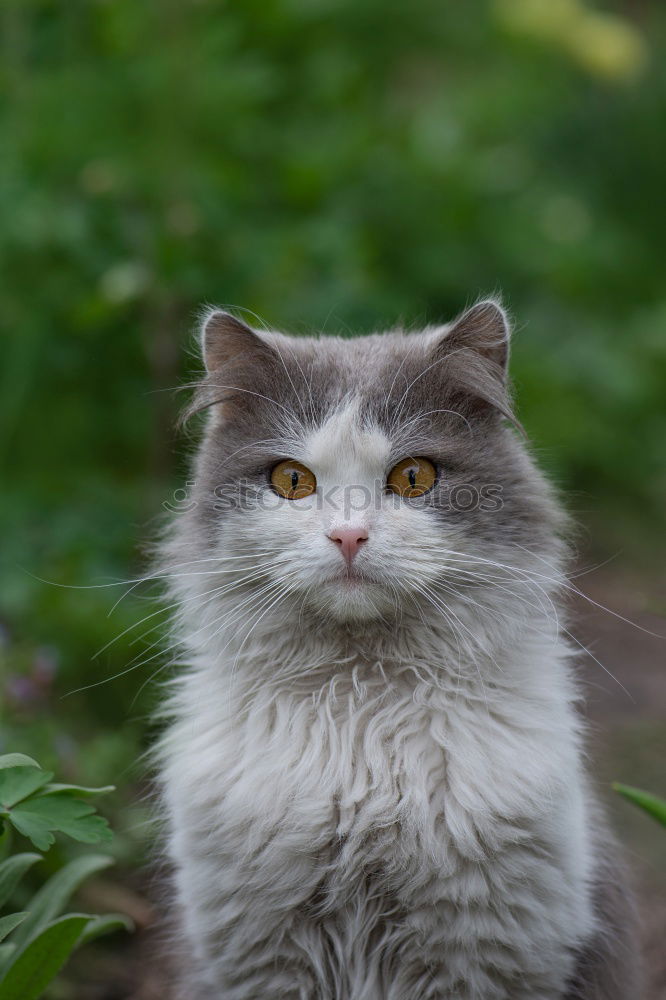 Similar – Grey cat sitting on a grass in a garden