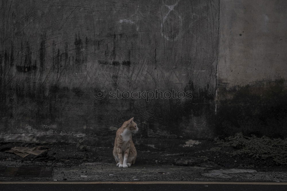 Similar – Image, Stock Photo Cat looking at camera on street