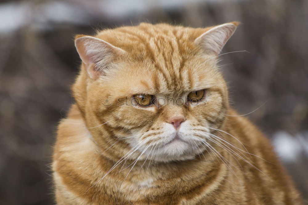 Similar – a beige fluffy cat with dirty ears and blue strait eyes