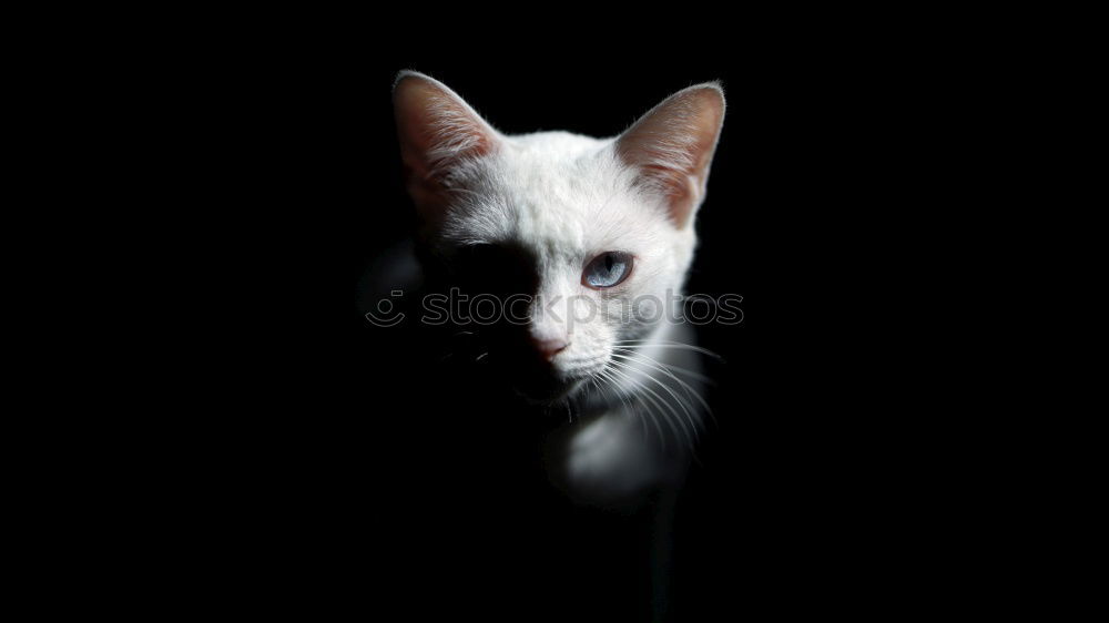 Similar – Image, Stock Photo Cat photo