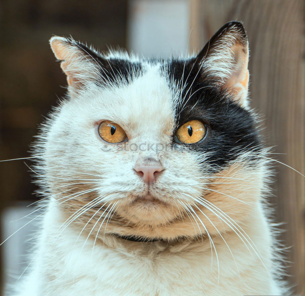 Similar – cute mottled cat Beautiful