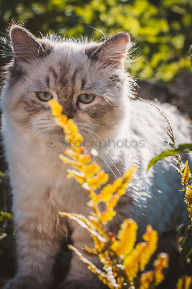 Similar – Katze versteckt in gelben Pflanzen