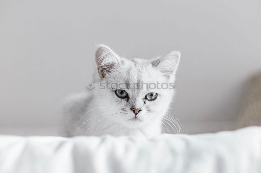 Image, Stock Photo Katze zwischen Blumen
