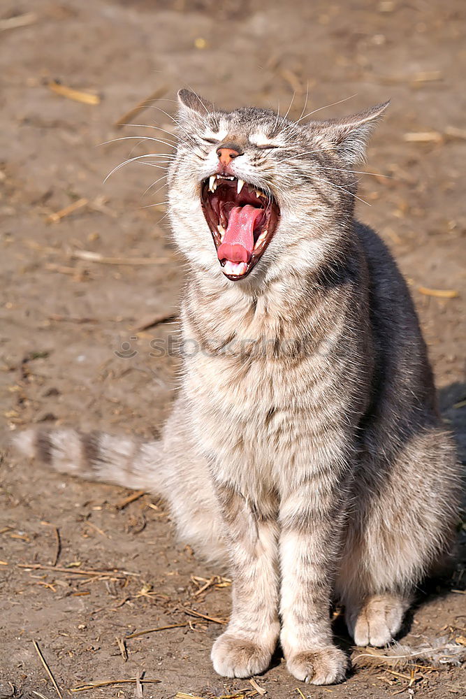 Similar – Image, Stock Photo red adult cat yawns Animal