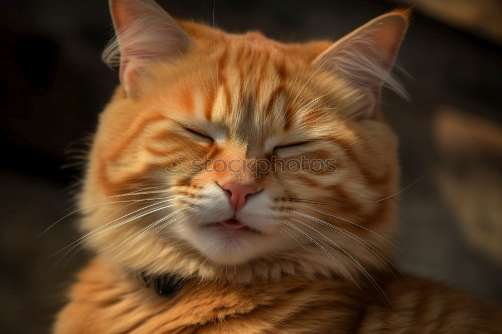Similar – Image, Stock Photo tense Pet Cat Pelt
