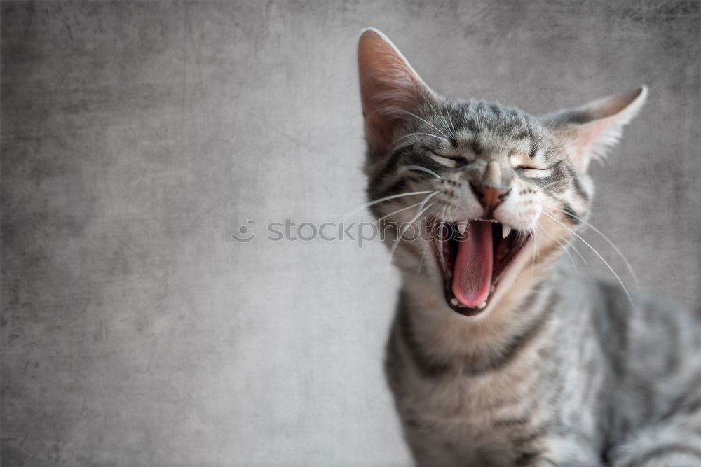 Similar – Image, Stock Photo tired hangover Garden Pet