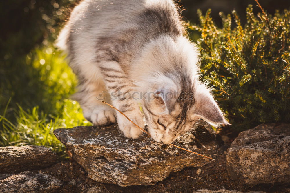 Similar – Image, Stock Photo Dog watches chicken and chicks