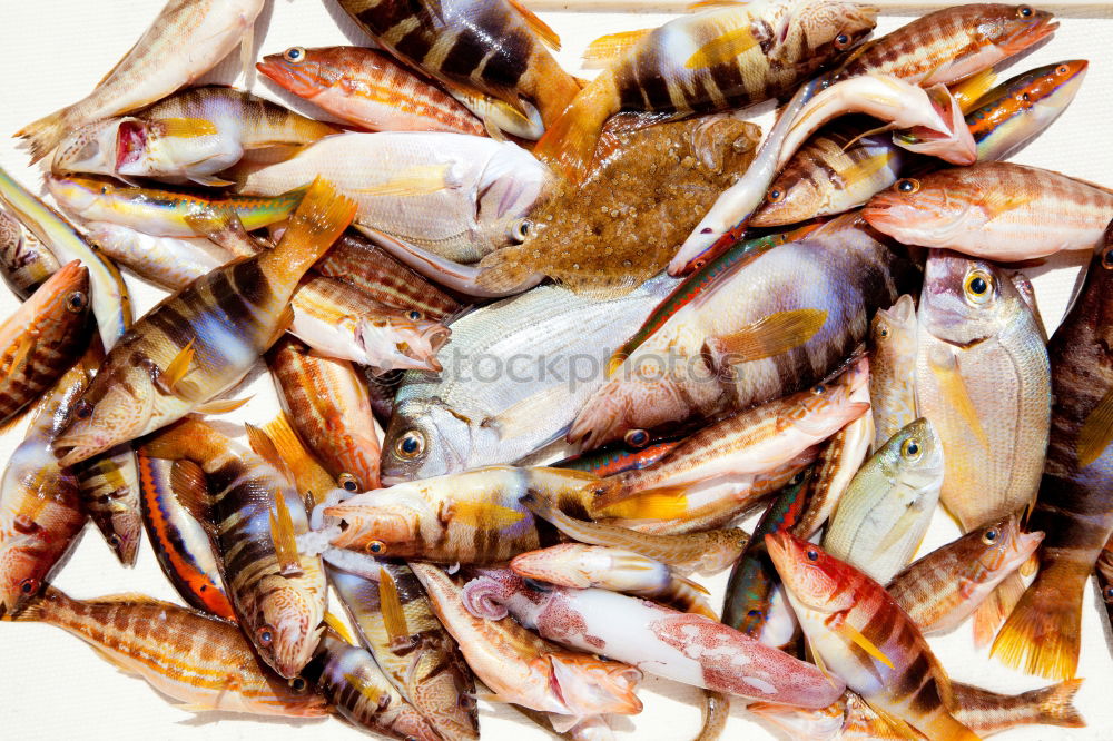 Image, Stock Photo Noon. Art Esthetic Squid