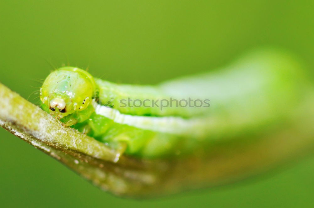 Similar – Erannis defoliaria