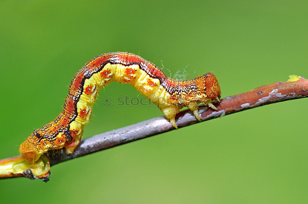 Similar – Erannis defoliaria caterpillar