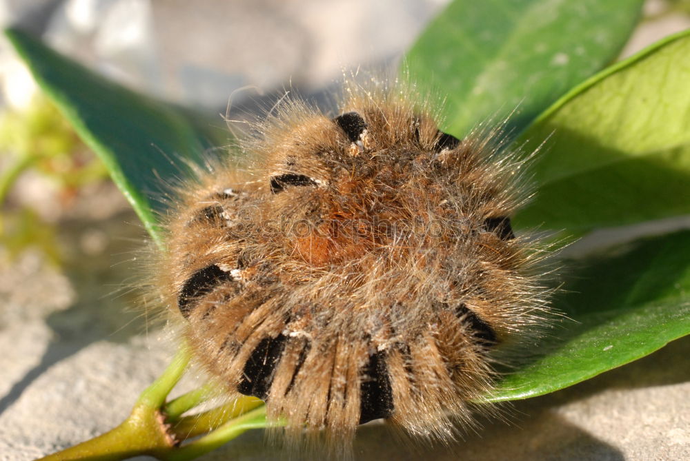 Similar – Image, Stock Photo continue story : Windenschwärmer_01 (Agrius convolvuli)