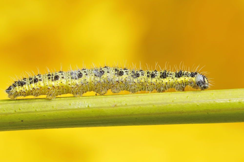 Similar – Image, Stock Photo Honey bee covered with yellow pollen collecting sunflower nectar