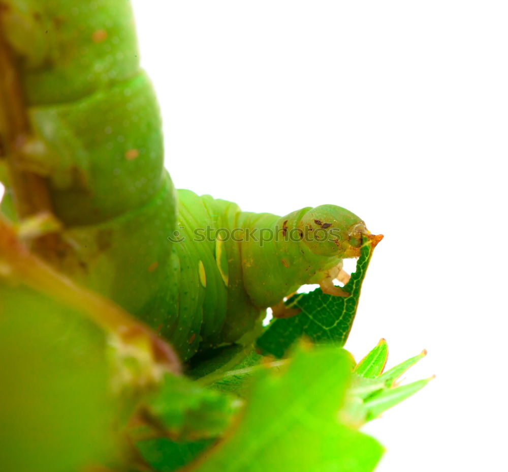 Similar – caterpillar02 Insect Green