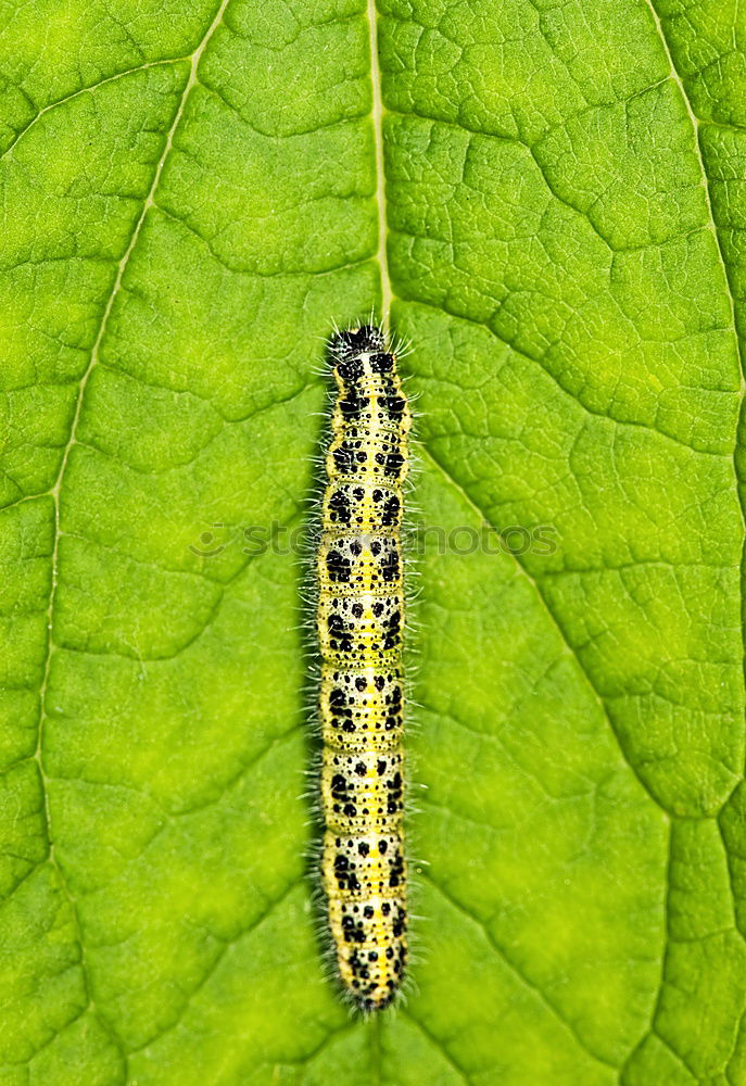 Similar – Überlänge grün Sommer lang