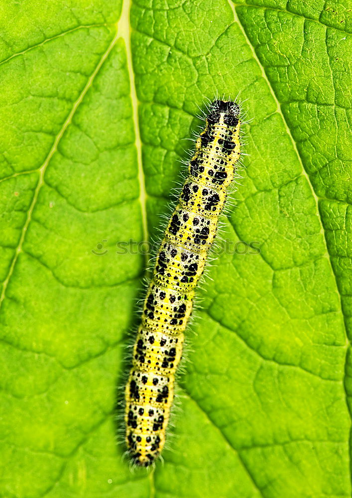 Similar – Foto Bild Raupe des Landkärtchen_Araschnia_levana