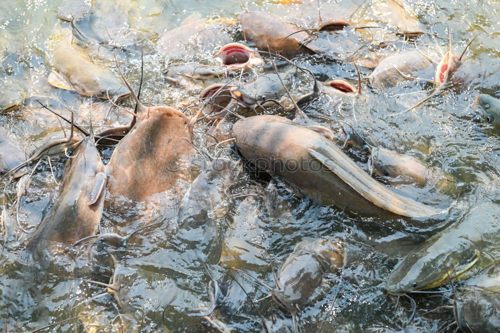 Similar – netze Küste Seeufer Meer