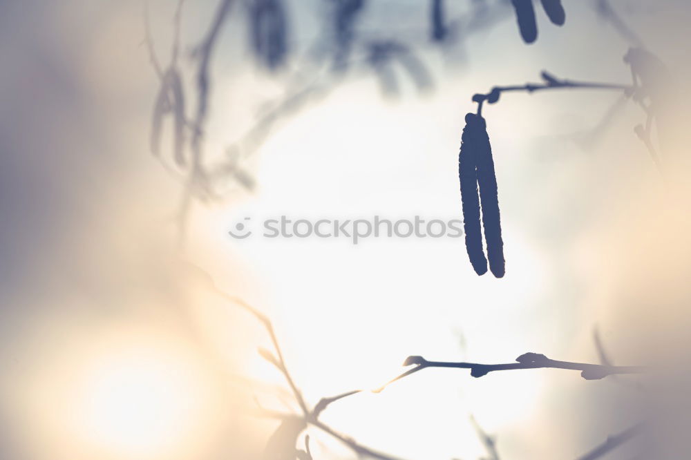 Image, Stock Photo Embellished Tree Winter