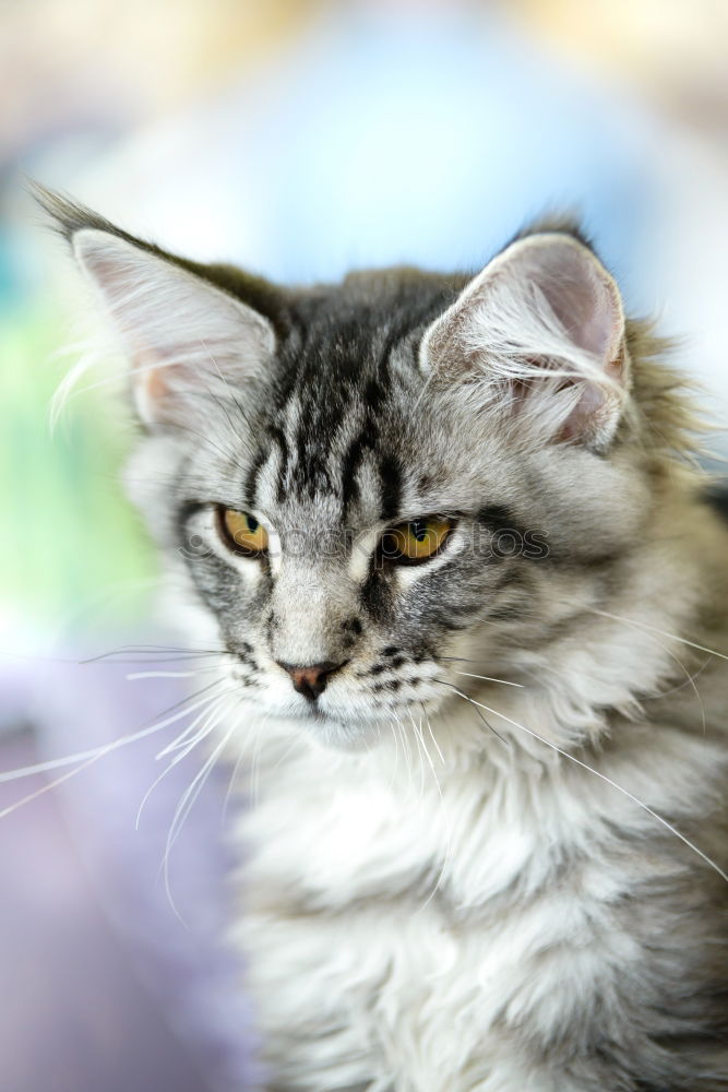 Similar – Charismatic cat with a plastic bag