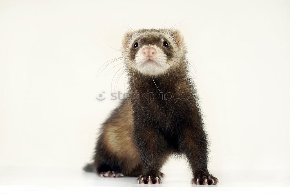 Similar – portrait of lesser mole rat