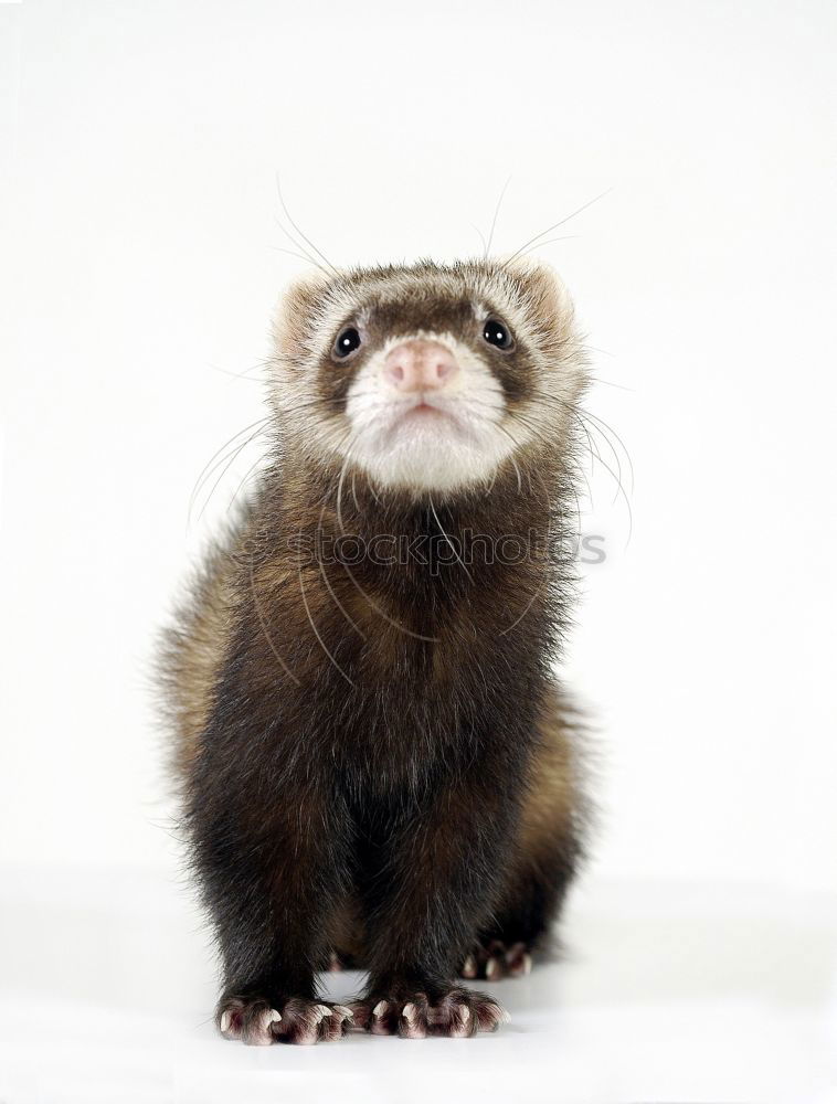 Similar – Image, Stock Photo Plush Ferret Animal