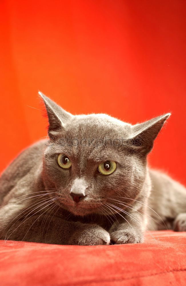 Similar – Image, Stock Photo Queen Mona Lifestyle