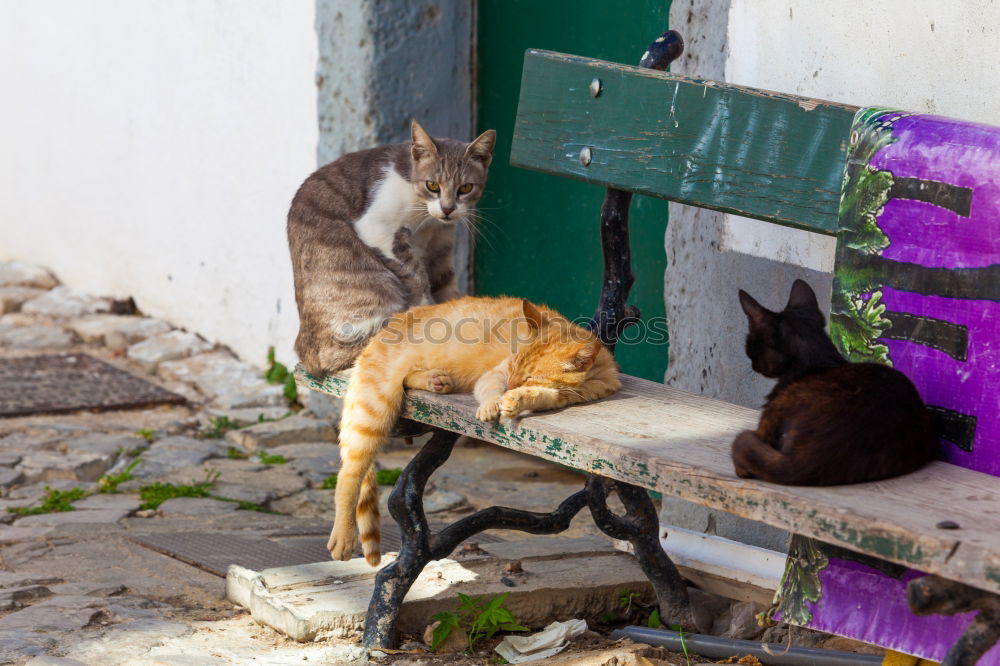 Two cats in front of door