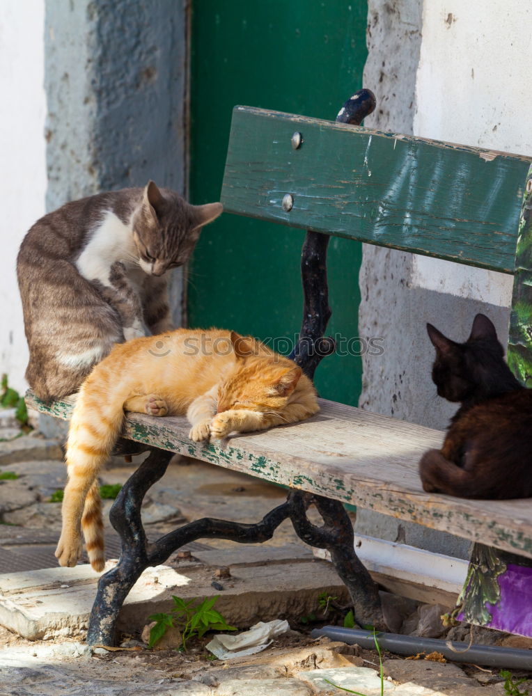 Similar – Two cats in front of door