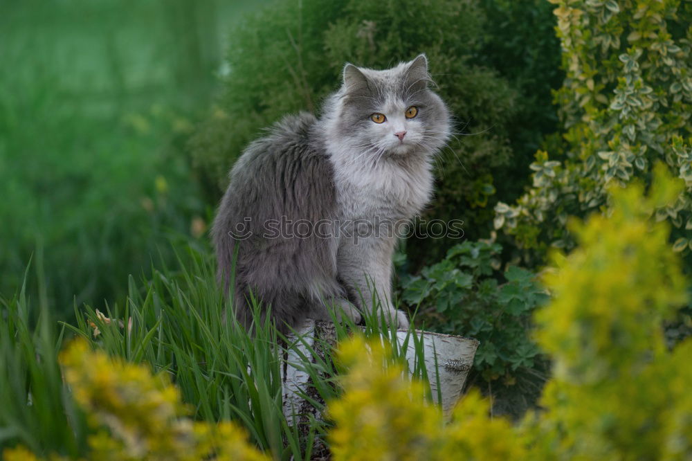 Similar – Image, Stock Photo ” stubborn ” Easter Nature