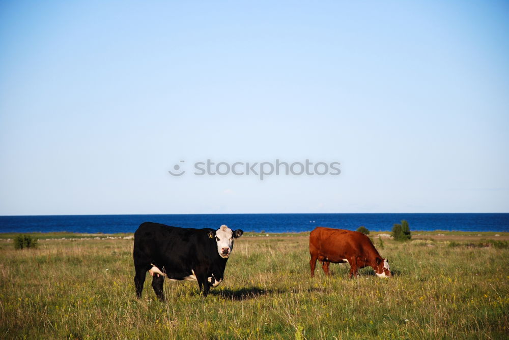 Similar – cow pasture Landscape Sky