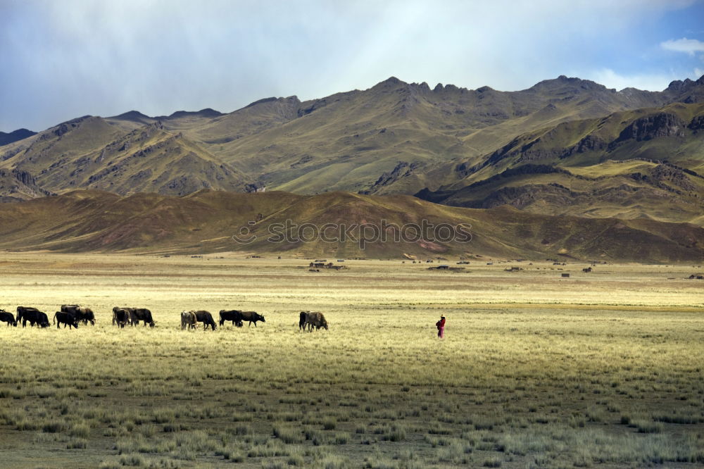 Similar – Ngorongoro Crater Safari Africa