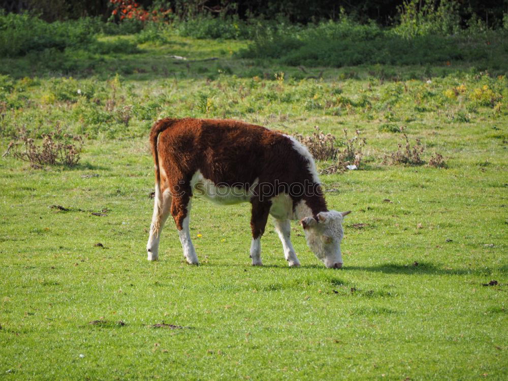 Similar – Image, Stock Photo calf Nature Animal Tree