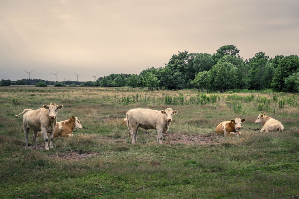 Similar – Foto Bild Der Schäfer und die Globalisierung