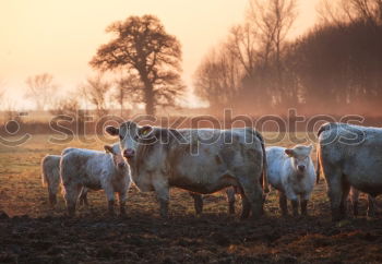 Cows enjoying the sunset