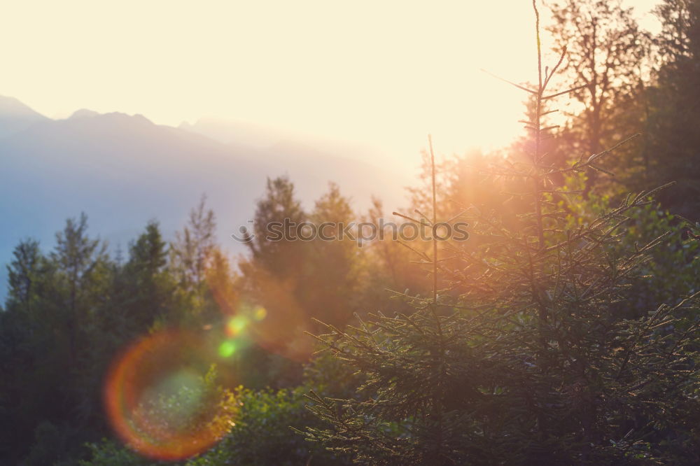 Similar – Image, Stock Photo Sunrise | Cow | Pitztaler Alps