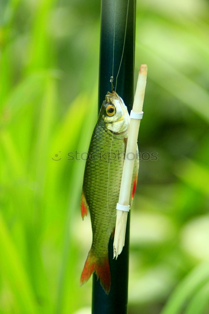 Image, Stock Photo Forest dwellers. Green