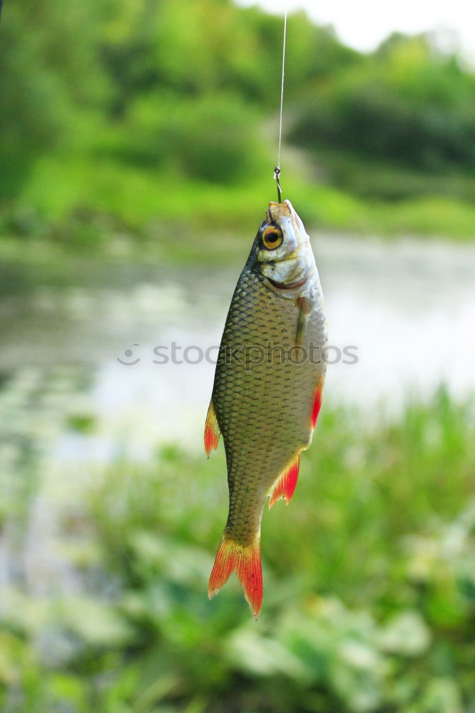 Similar – Beautiful catch Food Fish