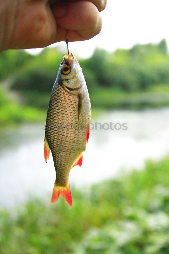 Similar – Beautiful catch Food Fish