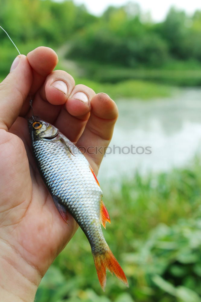 Similar – Fish caught Hand Fingers