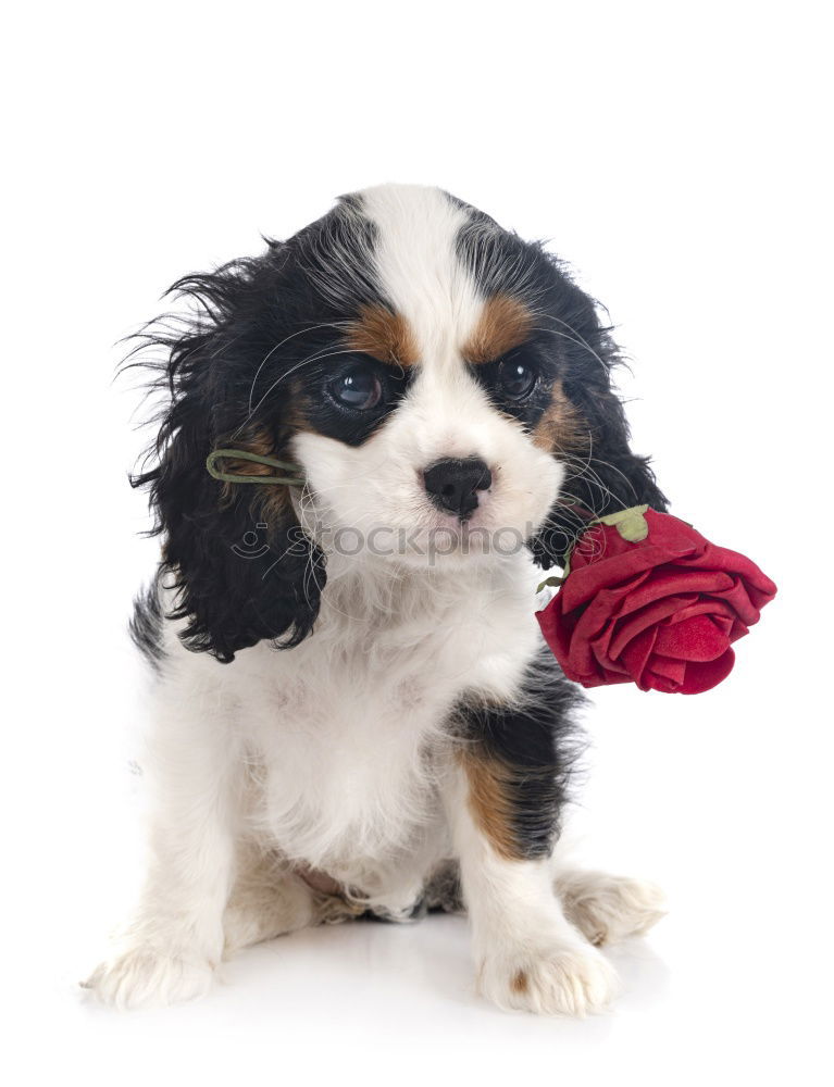 Similar – portrait of a cute dog sitting on bed with a red heart.