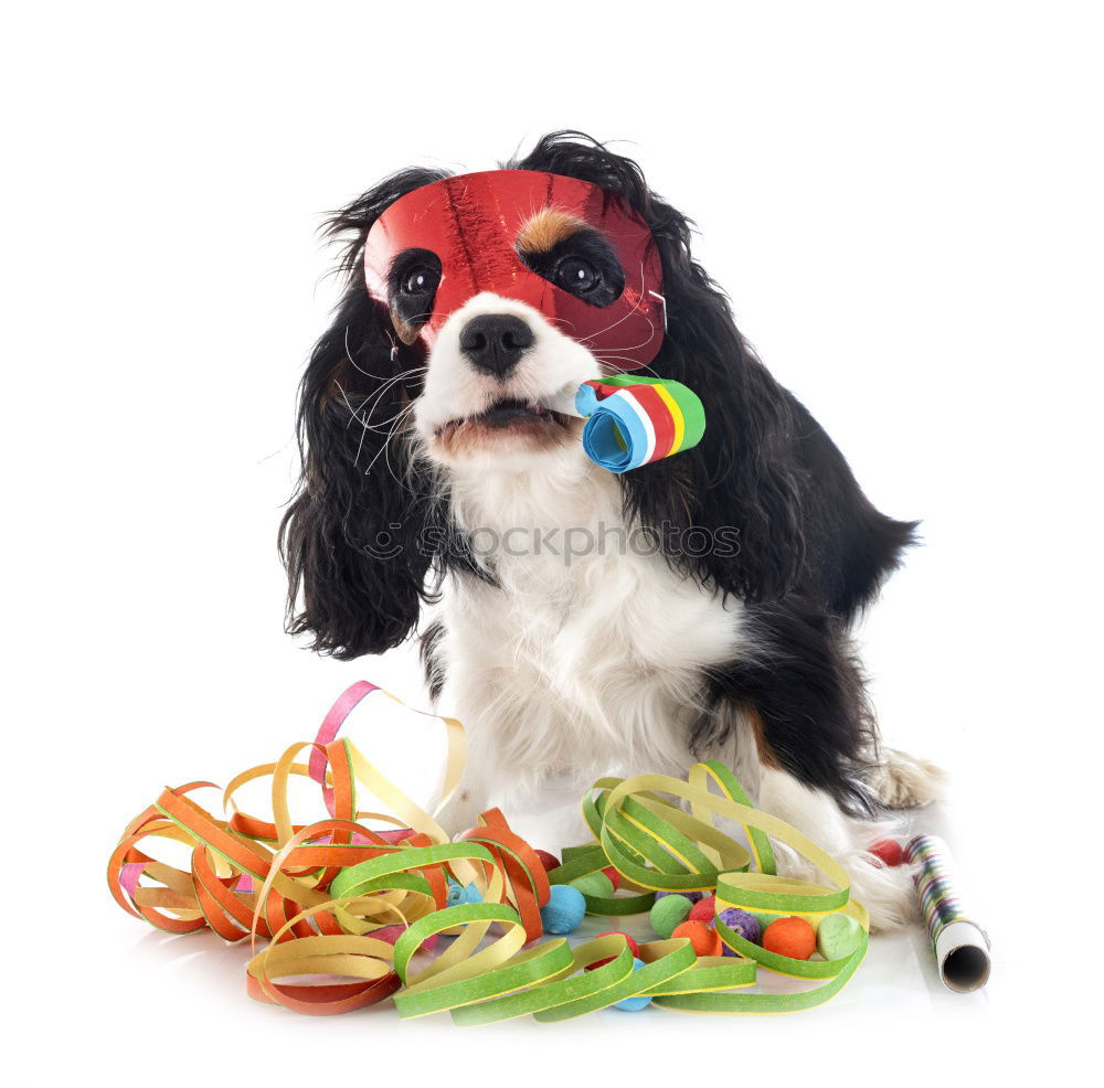Similar – Image, Stock Photo Small dog with cucumber slices on his face
