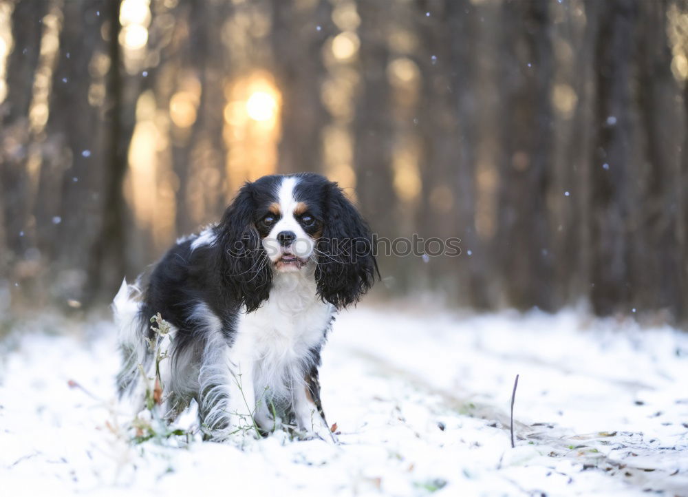 Image, Stock Photo Australian Shepherd Nature