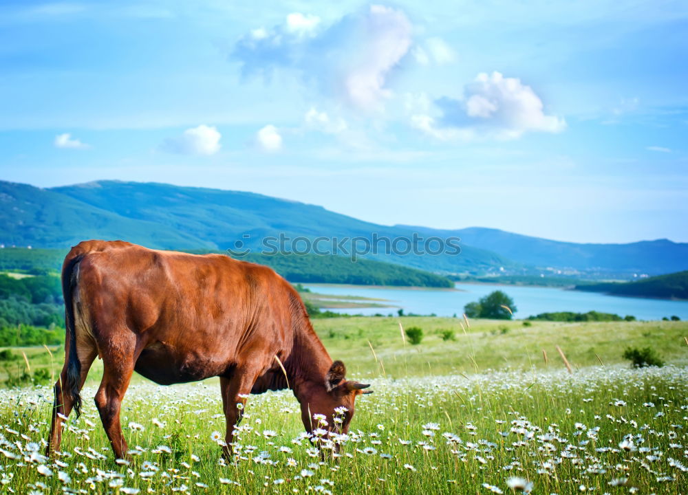 Similar – Image, Stock Photo swiss cow Environment