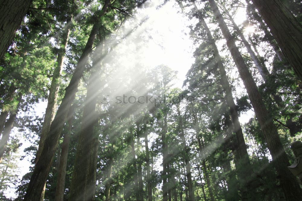 Similar – Foto Bild wald Baum Sträucher Wald