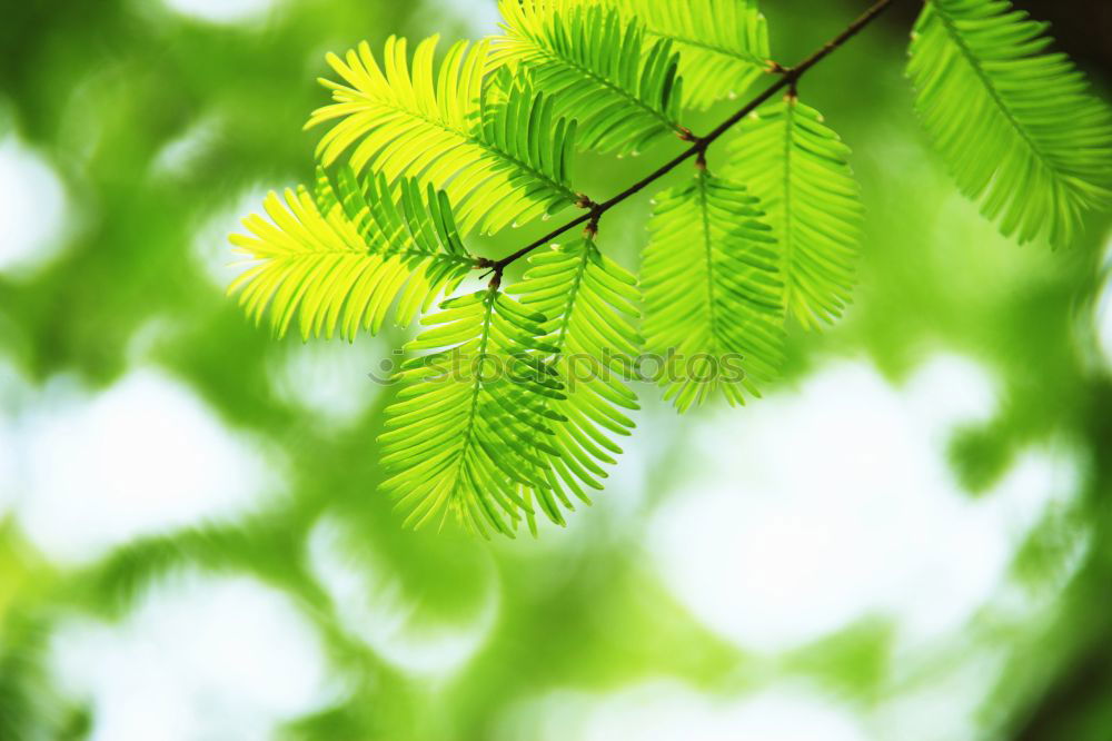 Similar – Image, Stock Photo Ginkgo 3 Nature Spring