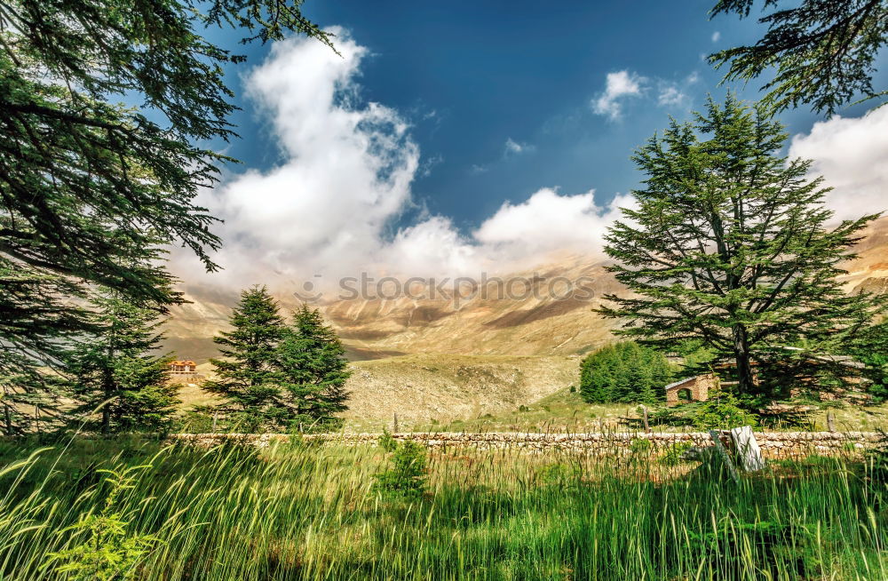 Similar – Image, Stock Photo maple Mountain Environment