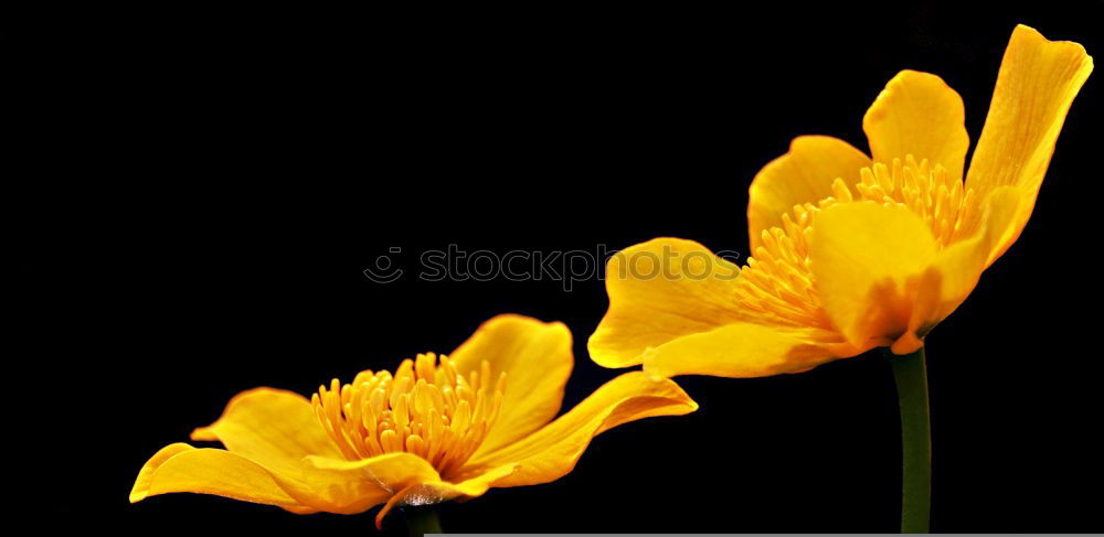 Similar – Image, Stock Photo Poppy seed, Meconopsis, cambrica,