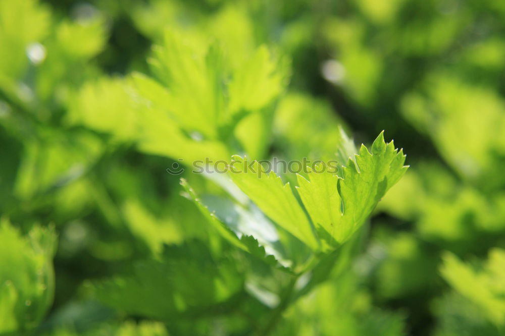 Similar – Image, Stock Photo Backlit Fresh Green Tree Leaves In Summer